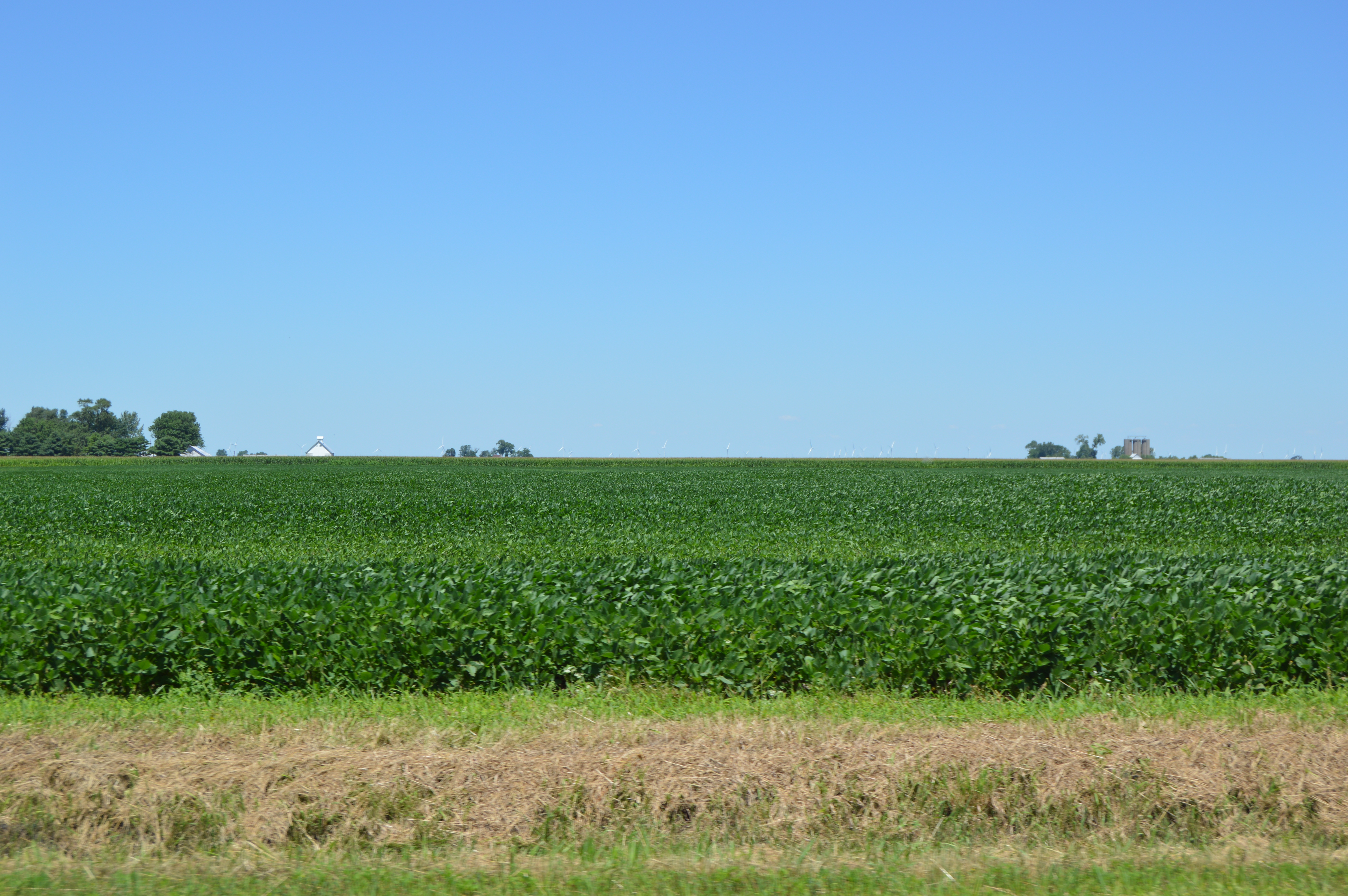 Robust Soybean Prices Fuel Cultivation Growth In Illinois