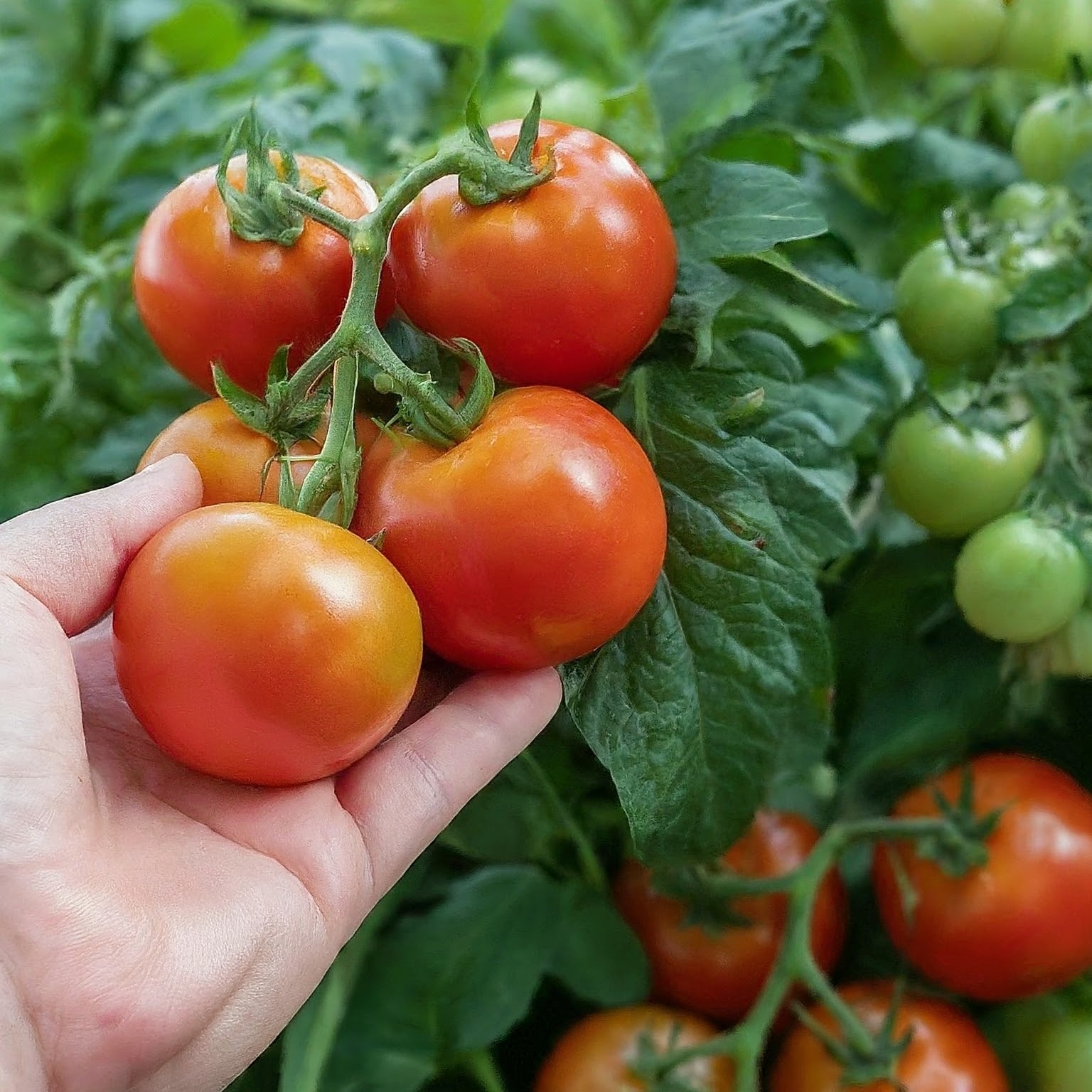 Grow Delicious Tomatoes At Home