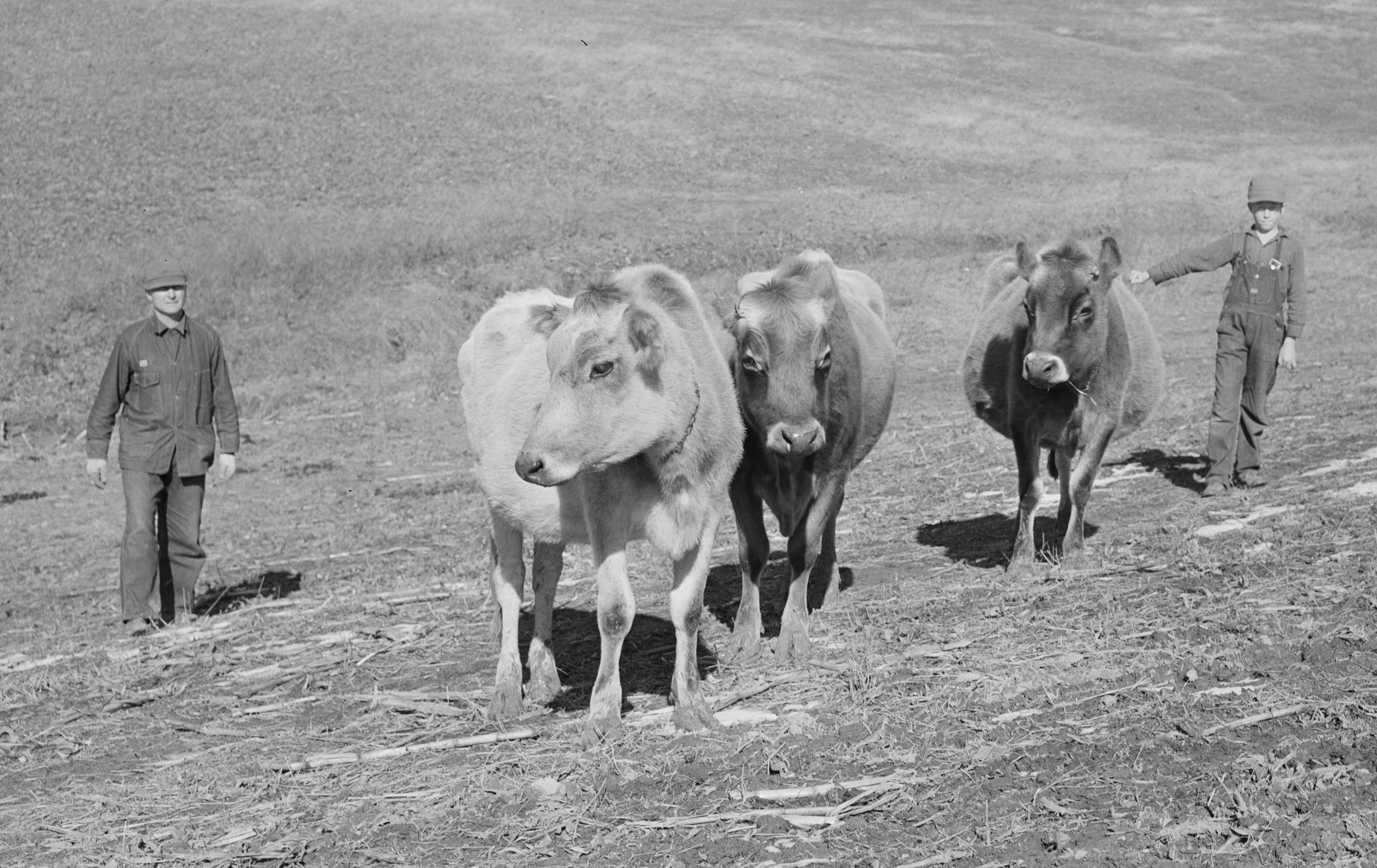 Illinois Implements New H5N1 Biosecurity For Dairy Cattle